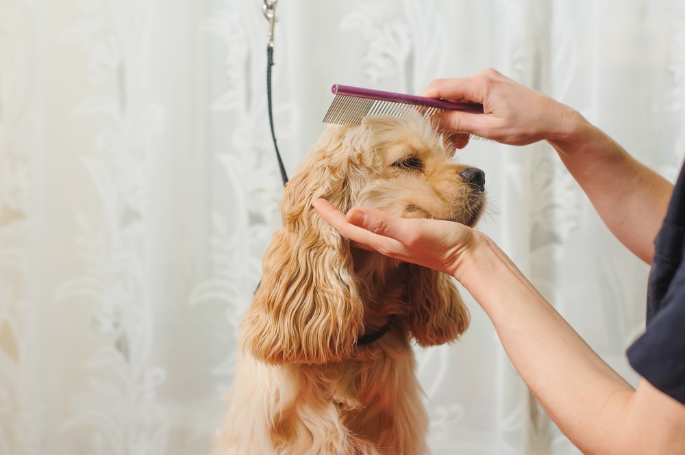 Licensing pet groomers won’t help pets. It will hurt